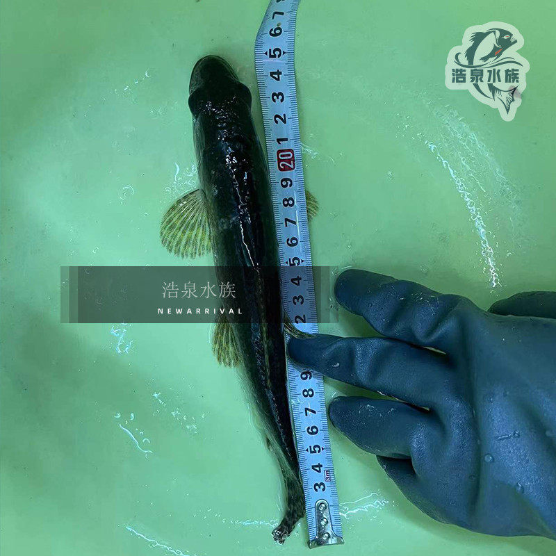 aimara巨牙红斑牙鱼热带观赏鱼淡水鱼维瑞内拉包邮包鱼