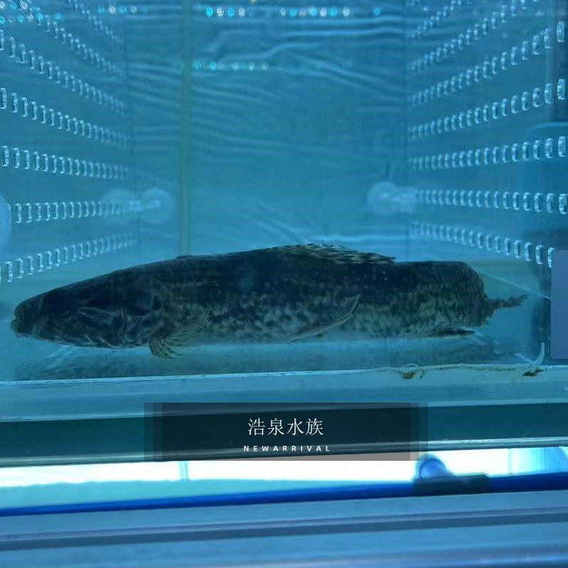 aimara巨牙红斑牙鱼热带观赏鱼淡水鱼维瑞内拉包邮包鱼