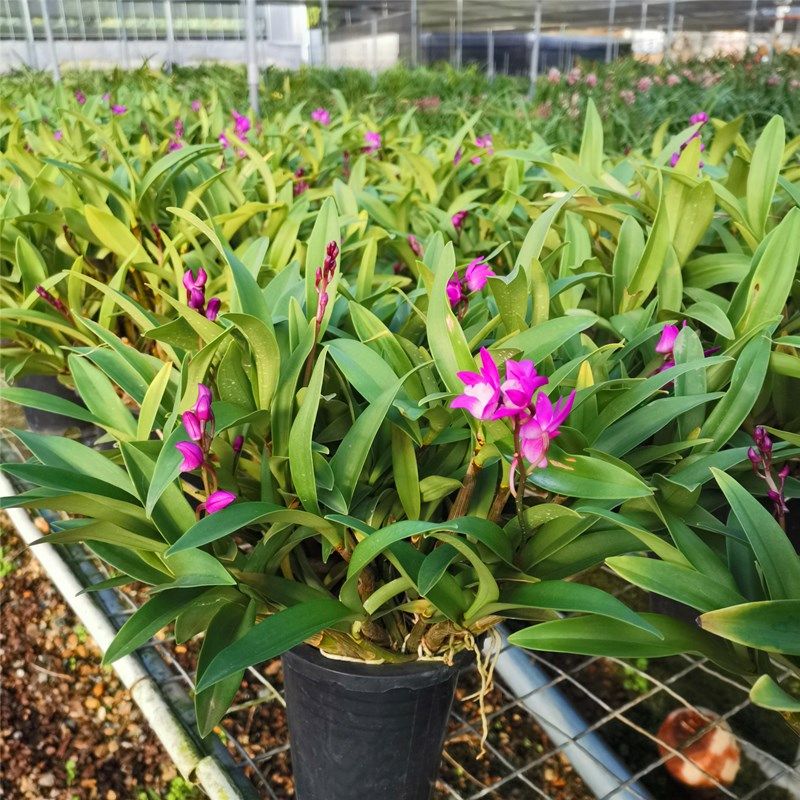 石斛正宗澳洲香水米斛浓香花卉绿植植物盆栽绿植
