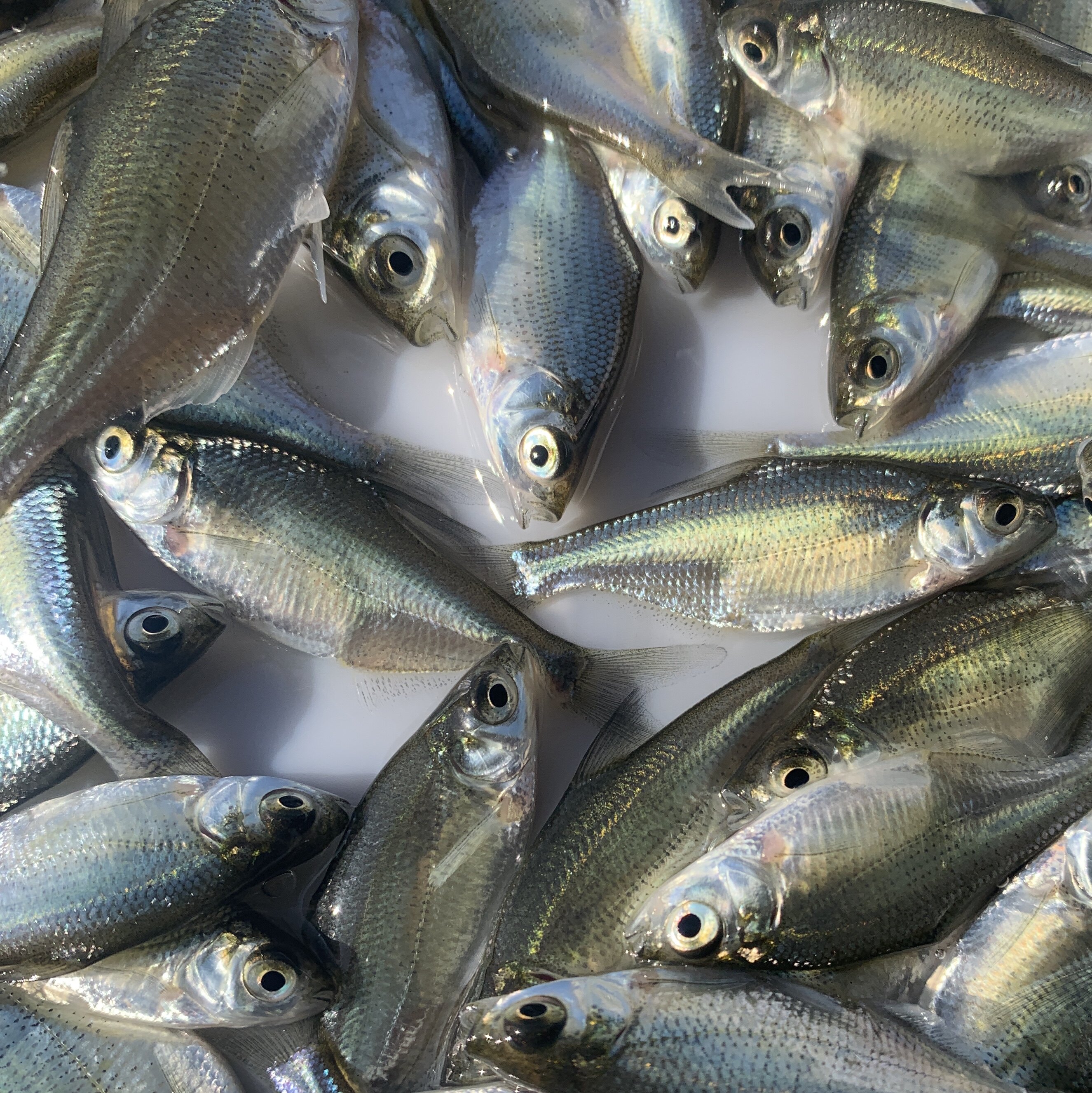 鱼苗三角武昌鳊鱼鲂鱼团头鲂边鱼沙边淡水活体鱼