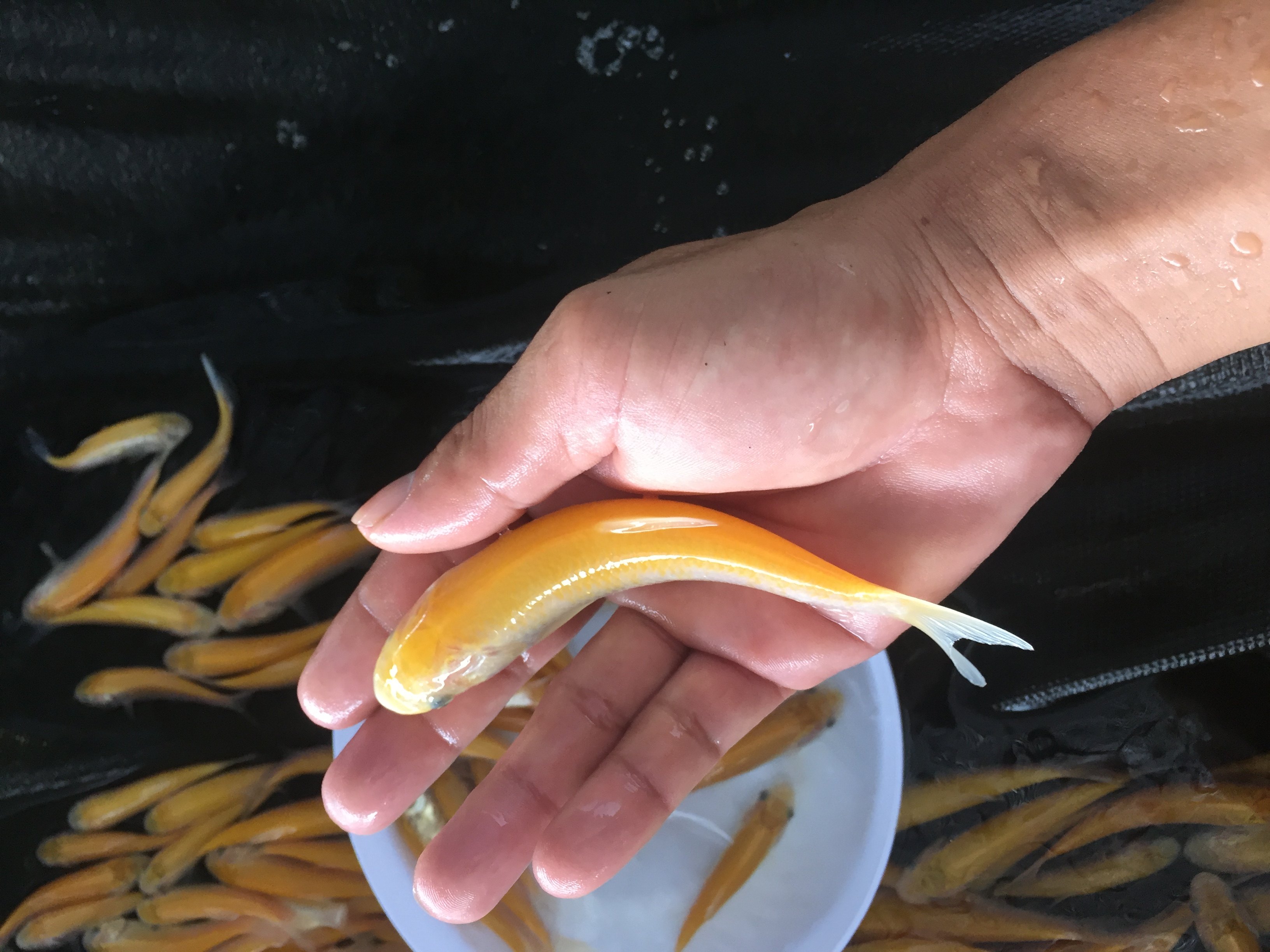 金草鱼苗金丝鲩鱼鱼