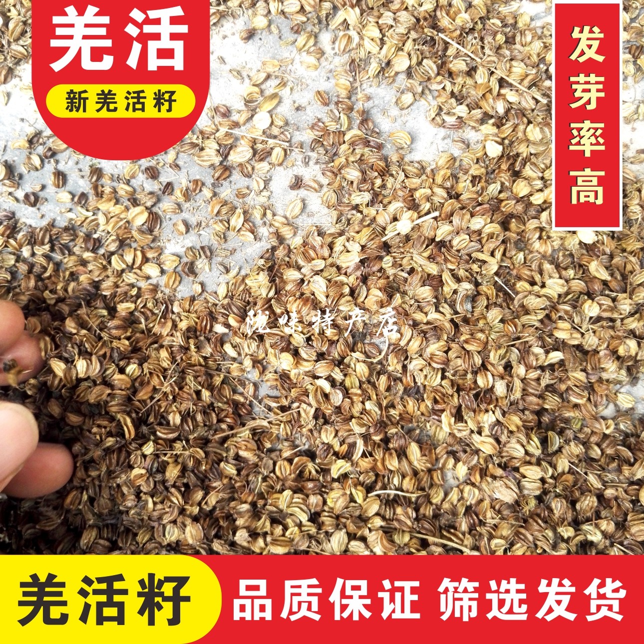 甘肃野生羌活种子500g克包邮发发芽率羌青蚕羌其他药食同源食品