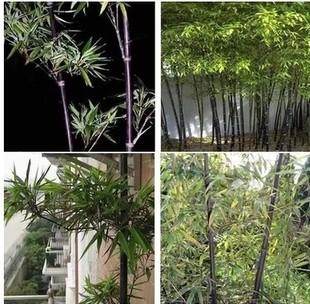 竹苗风景盆栽竹子紫竹庭院室内绿化又名墨竹绿植