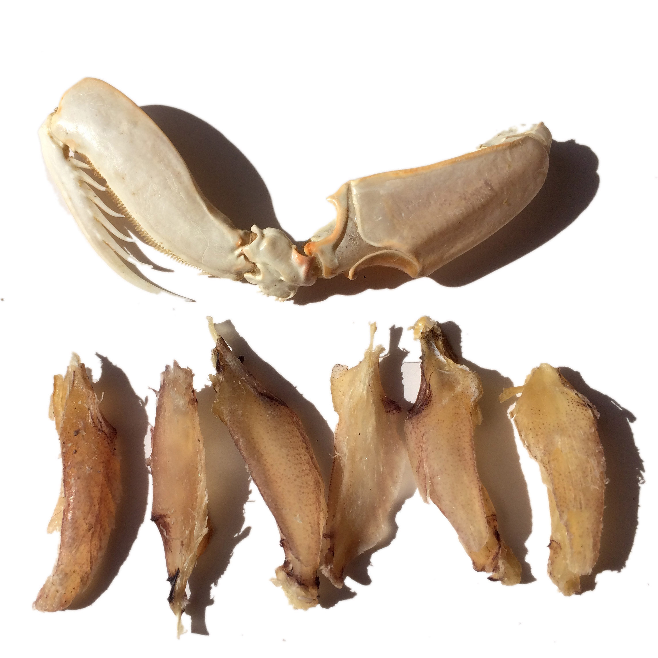 淡干皮皮蟹肉凉拌即食干货虾腿富贵虾类制品