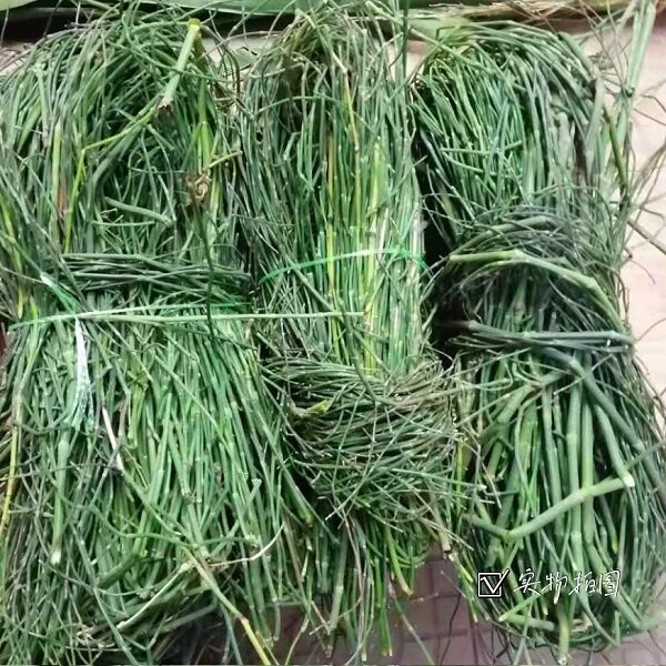 新鲜500g包邮现三斤笔筒野生笔杆贼草草木接骨其他药食同源食品