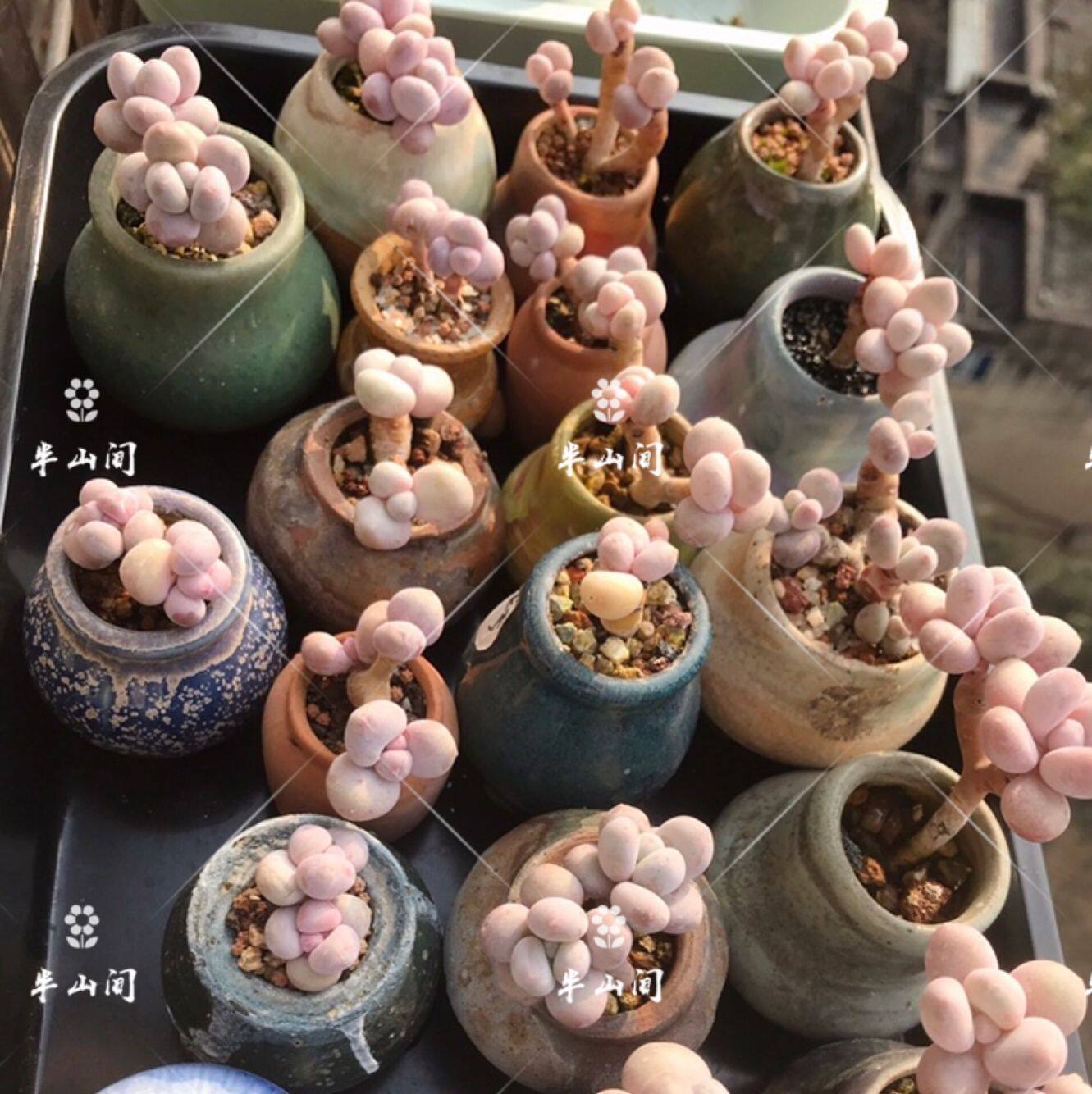 精品纯奶芭比彩虹奶酪稀有货多植物韩国进口多肉植物