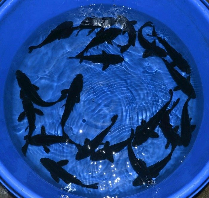 纯种日本锦鲤黑色锦鲤乌鲤墨鲤金鱼风水鱼挡灾辟邪镇宅守财活体鱼