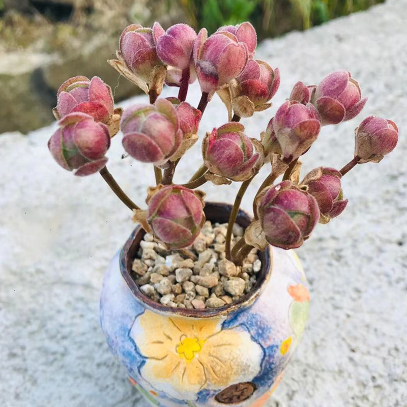 玫瑰孜孜橄榄球多肉球状可爱花卉盆栽精品群生多肉植物