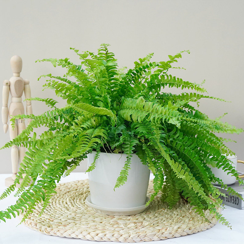 植物波斯顿蕨好耐阴盆栽卫生间厨房甲醛加湿净化空气绿植