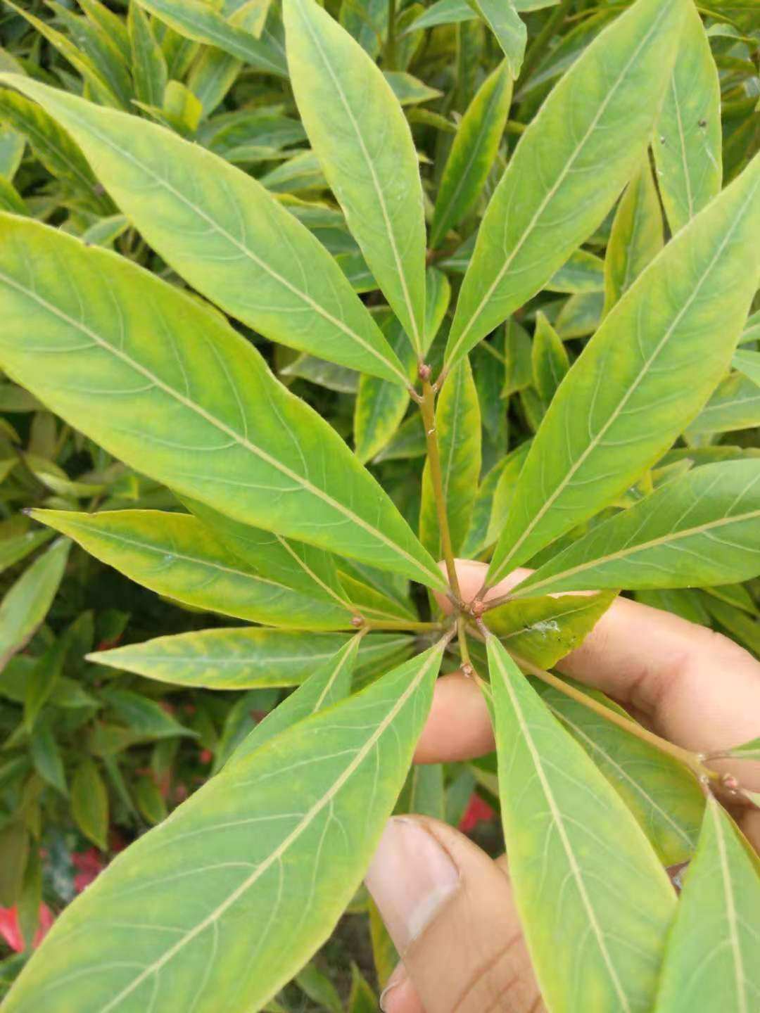 正宗四川金丝楠木树苗南北名贵苗木小叶桢楠杯绿植