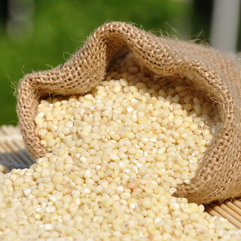 高粱米东北特产农家自产散装煮粥食用1斤1袋其它粮食