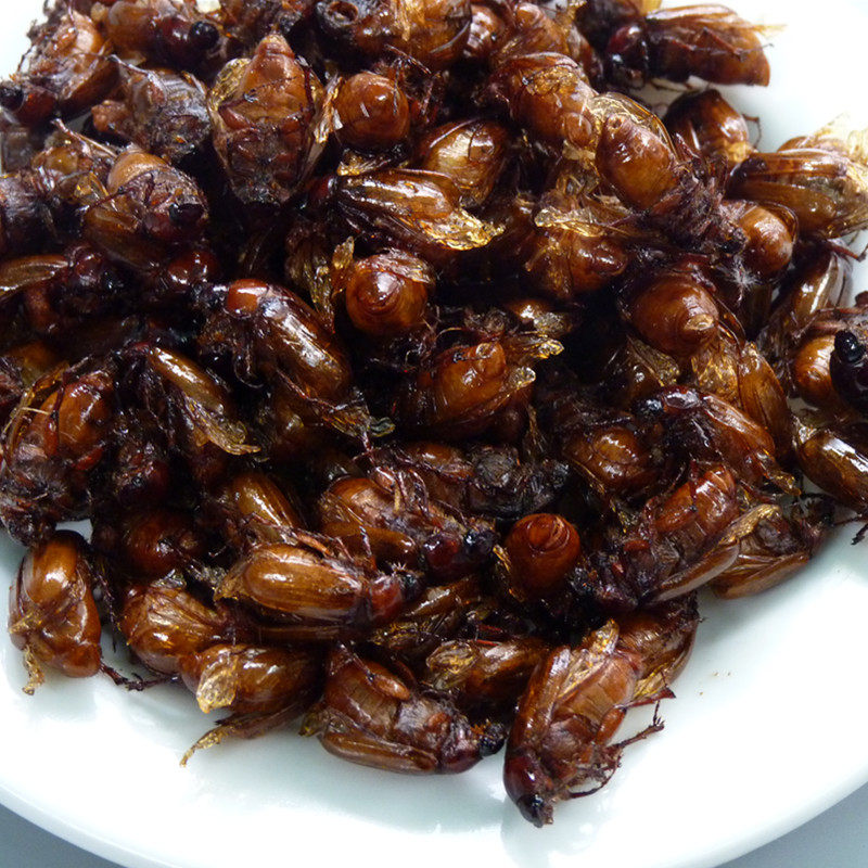 美食金龟子棕色金龟子昆虫记50克