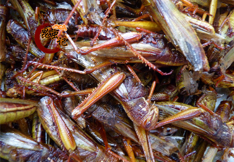 蚂蚱蹬倒山大蚂蚱蝗虫蚂蚱虫子昆虫记80g