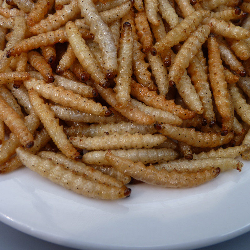 竹虫食用昆虫竹虫50克昆虫记