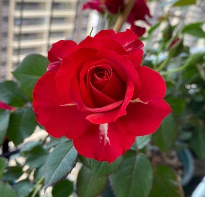 日蚀王阳台月季耐热大花红色微月多头易养玫瑰勤花适合阳台