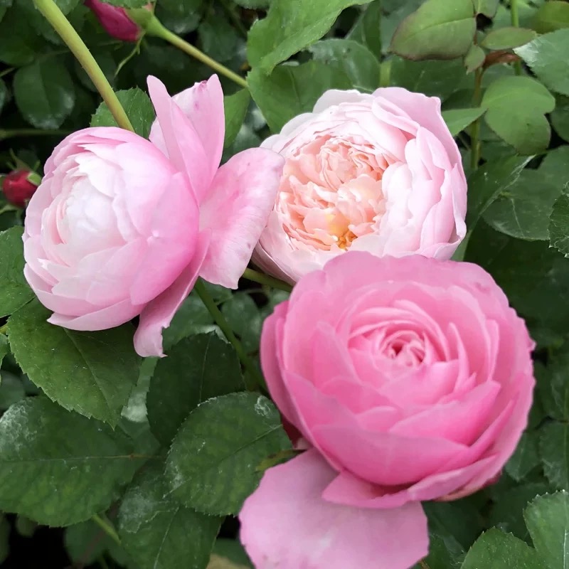 月季新品日月羽毛浓香灌木粉色多变变大日本河时令草本花卉