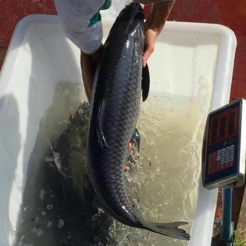 鱼苗青草乌鲩螺蛳青鱼草鱼乌青螺丝鱼