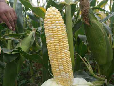 00:00先正达双色先蜜甜玉米,云南高产水果玉米生吃熟食两用450g售价