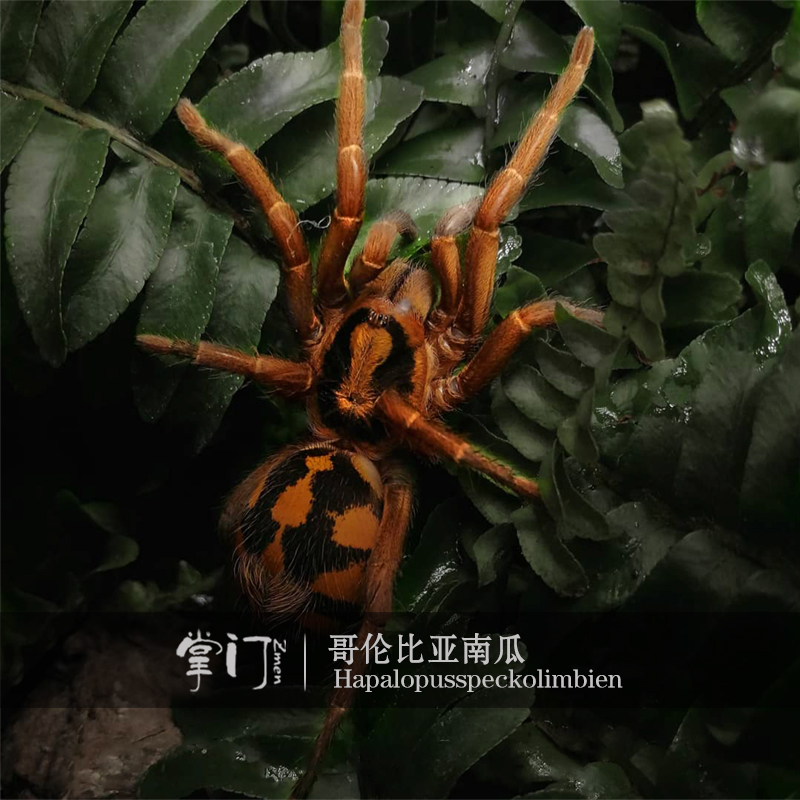 特惠哥伦比亚南瓜大种足展12cm大幼幼体小型捕鸟蜘蛛