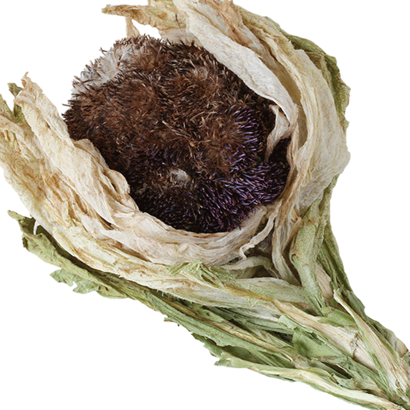 买3送1天山雪莲花正品50g新疆大雪莲王15年花龄中药材滋补