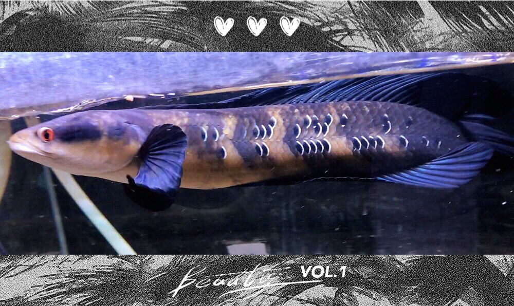 黑魔神雷龙鱼 黑魔神雷龙 加里曼丹红帝王黑魔神 大型热带观赏鱼-mc