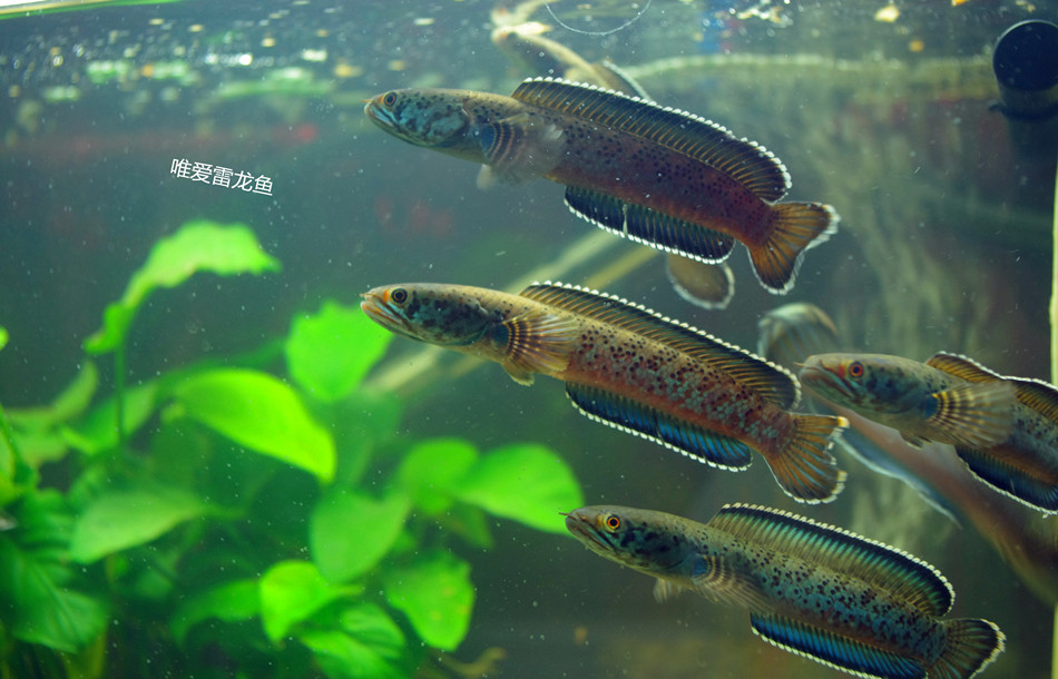 梅加拉亚邦豹雷龙鱼豹子雷龙雷龙鱼蛇头鱼鳢热带鱼观赏鱼