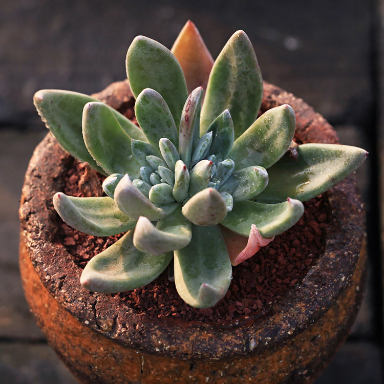 坎帕阿塔dudleyacampanulata仙女杯多多头群生老桩新品种多肉植物