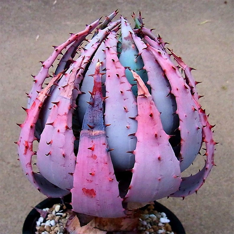 柏加芦荟aloepeglerae多肉植物多头群生老桩播种多肉植物