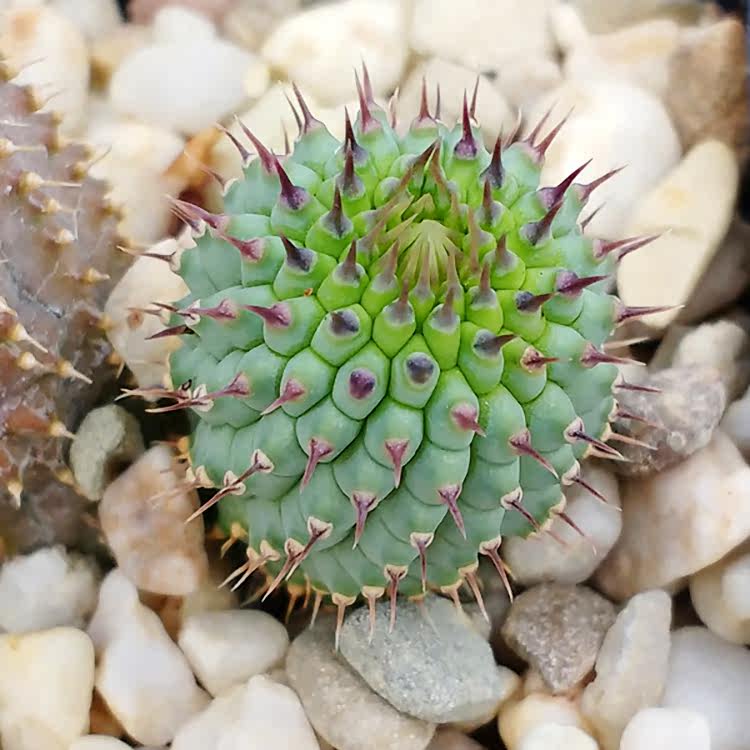 多肉秋琴玉番杏科多肉植物藻玲玉属多头群生