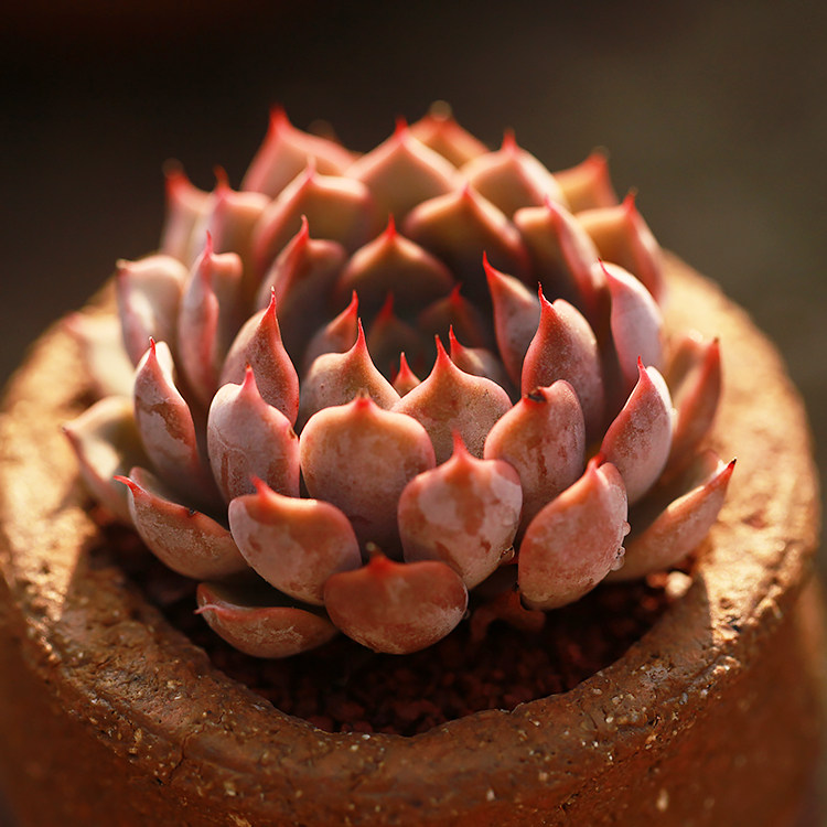 粉爪多肉植物拟石莲花属多办公室绿植盆栽粉色多肉植物