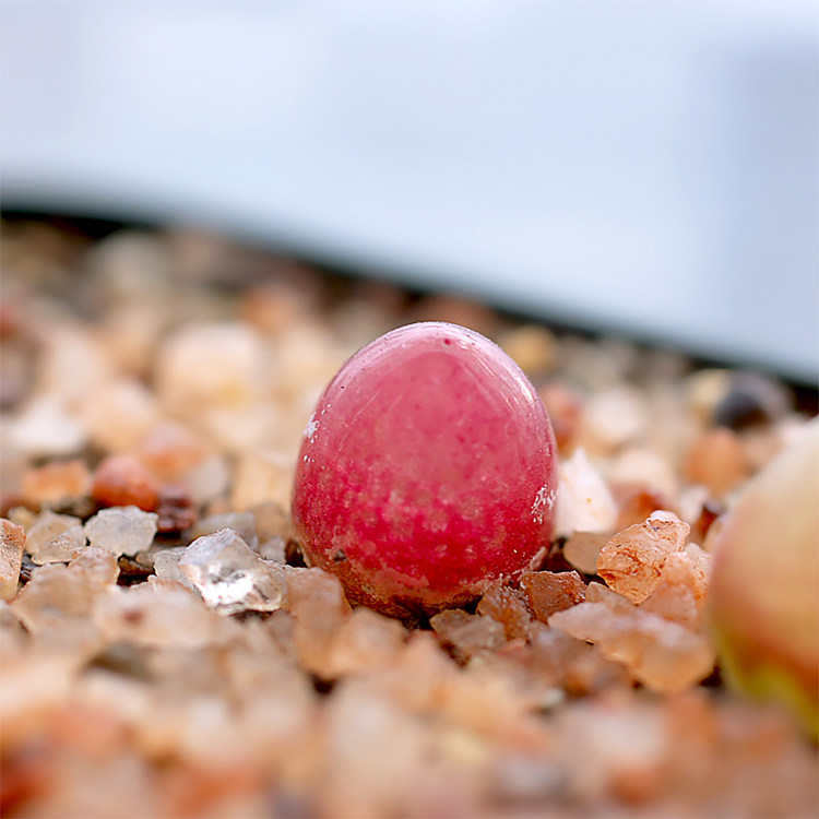 灯泡conophytumburgeri多肉番杏科肉锥小苗多肉植物