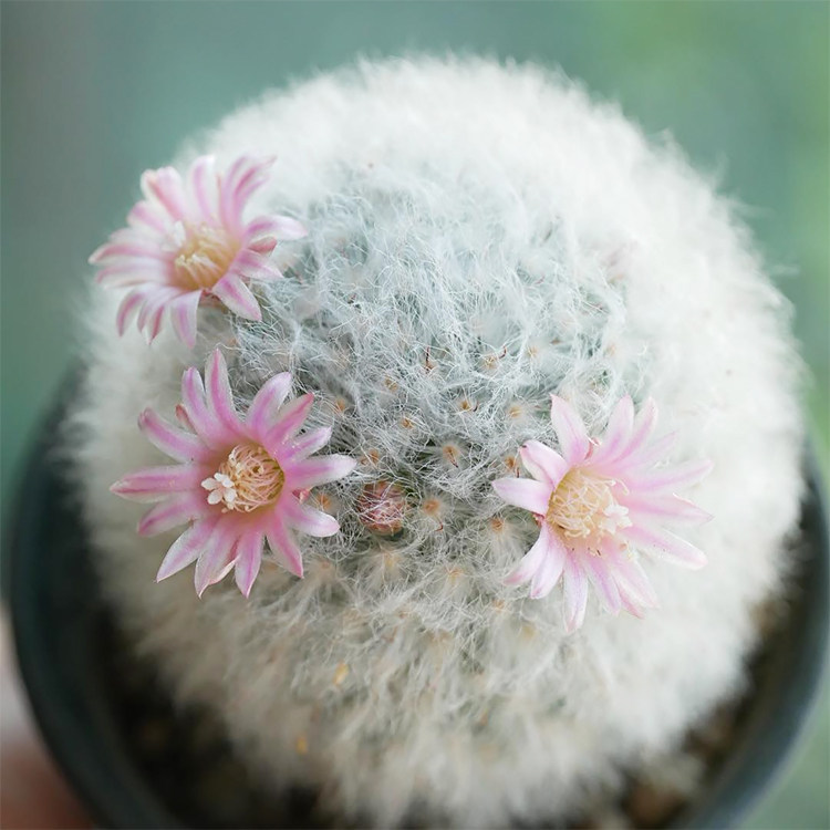 高莎白云高砂实生苗乳突球属仙人多肉植物组合多肉植物