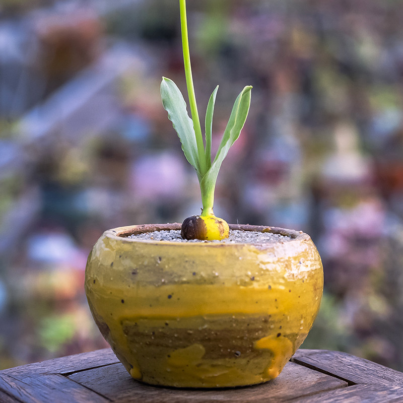 ornithogalumpruinosum球茎球根百合合科多肉多肉植物