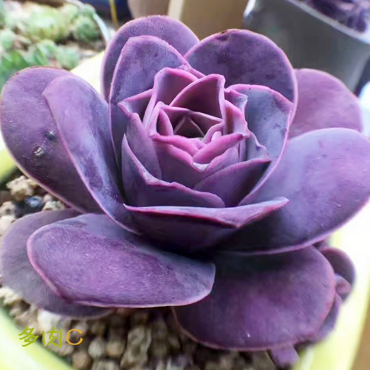 山地耶罗多肉植物greenovia玫瑰红山酒杯多肉植物