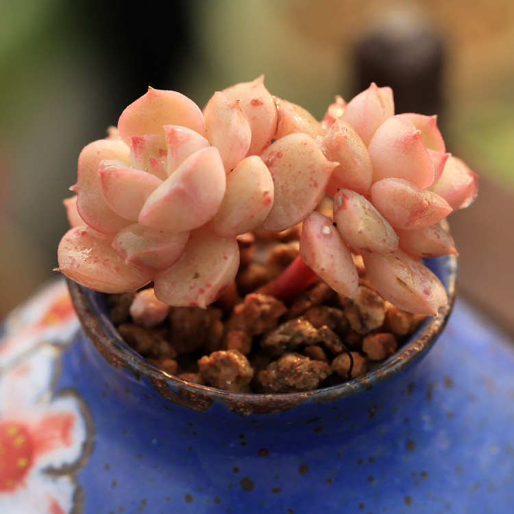 莎娜多肉植物尼可尼克妮可多肉植物