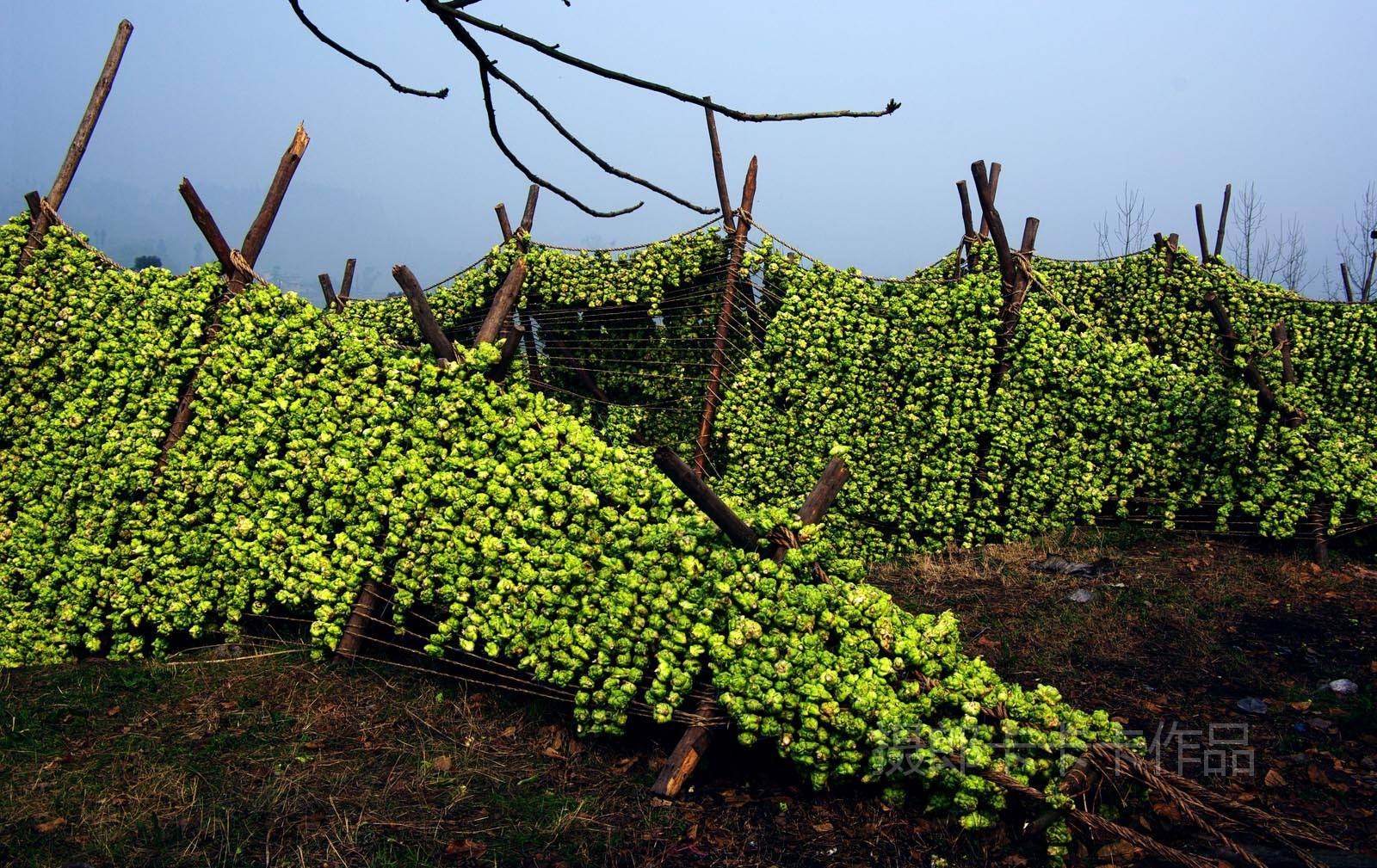 重庆四川特产 开县农家自制 老坛瓜儿菜 咸菜 农家榨菜2斤起包邮