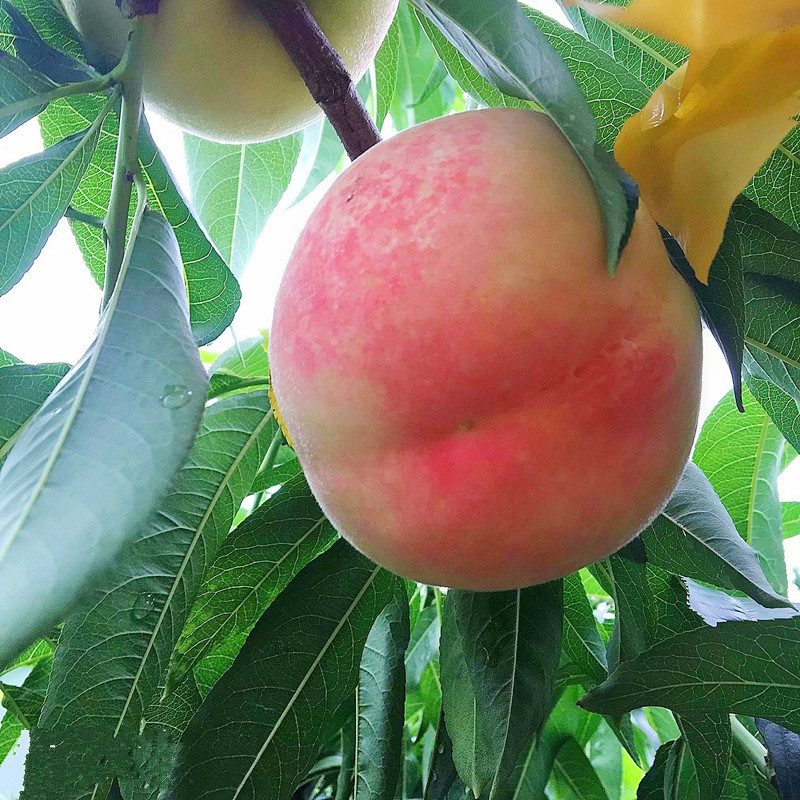 正宗无锡阳山水蜜桃水果78两个大桃子子白凤湖桃