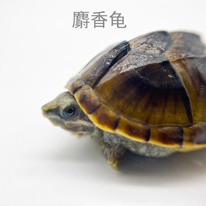 龟苗好彩水族麝香活体剃刀蛋龟深水观赏小乌龟龟
