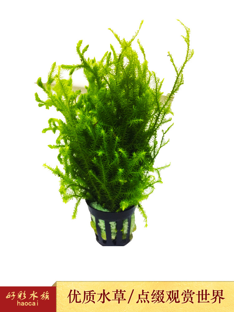 水草鹿角造景鱼缸草缸水族箱生态缸瓶装饰水榕水草