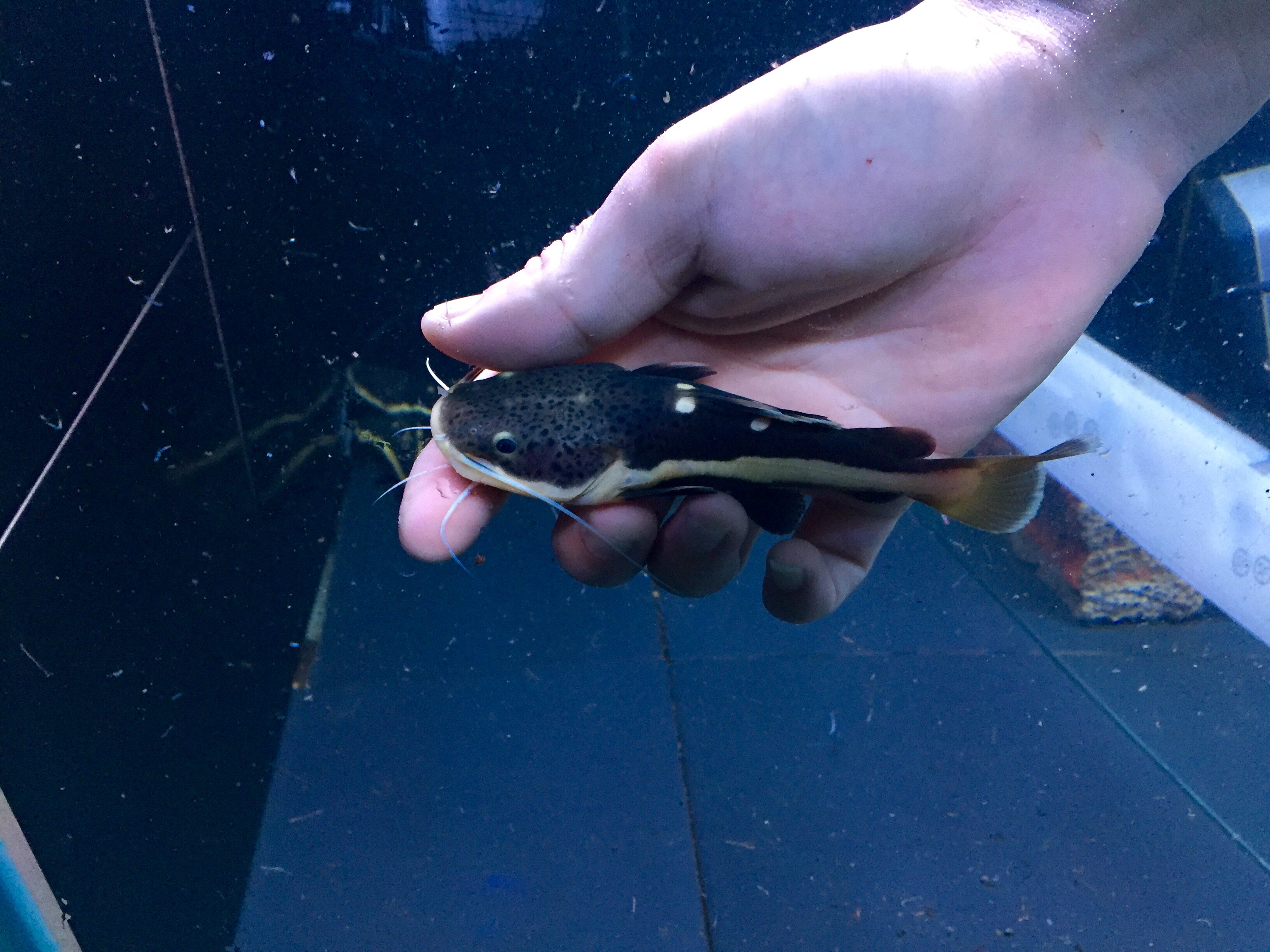 招财猫活体包邮推荐风水鲶鱼狗仔鲸红尾鸭嘴热带鱼鱼