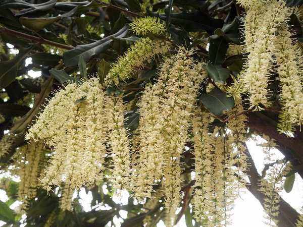 坚果花蜜 土蜂蜜夏威夷果花 纯天然不添加 健康 美味500g