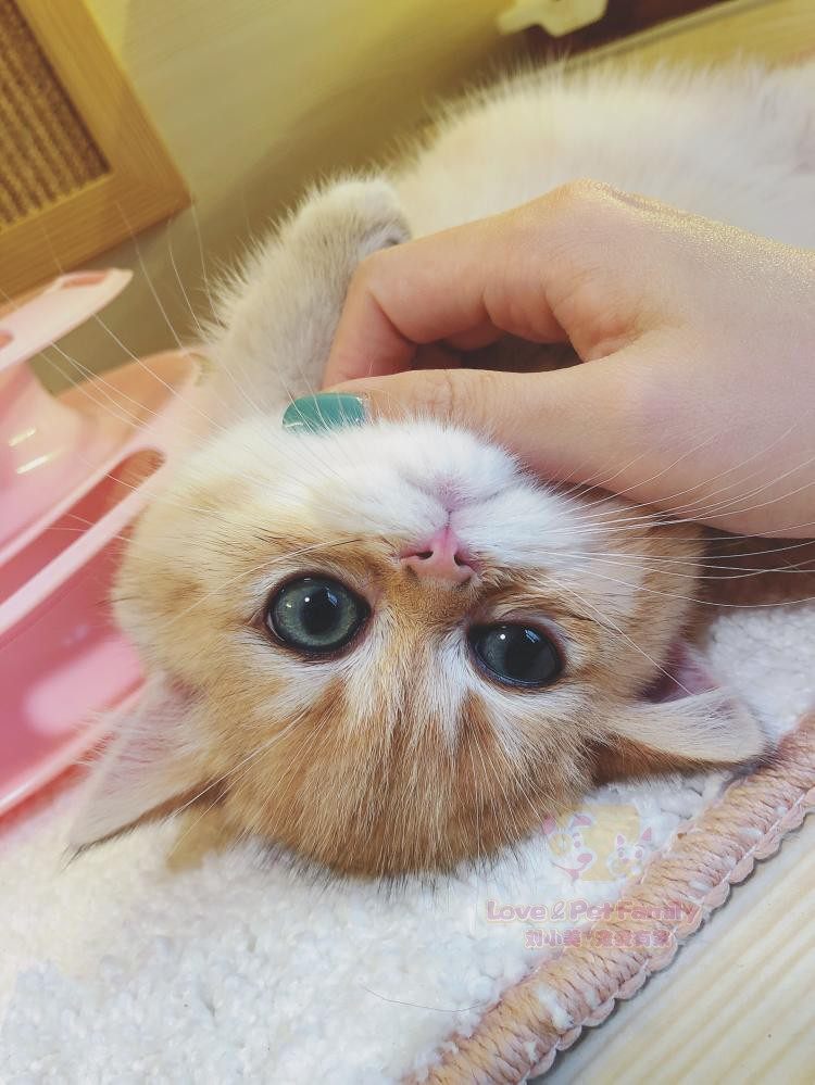 cfa猫舍英短金渐层大绿眼睛包子脸英短金渐层猫咪