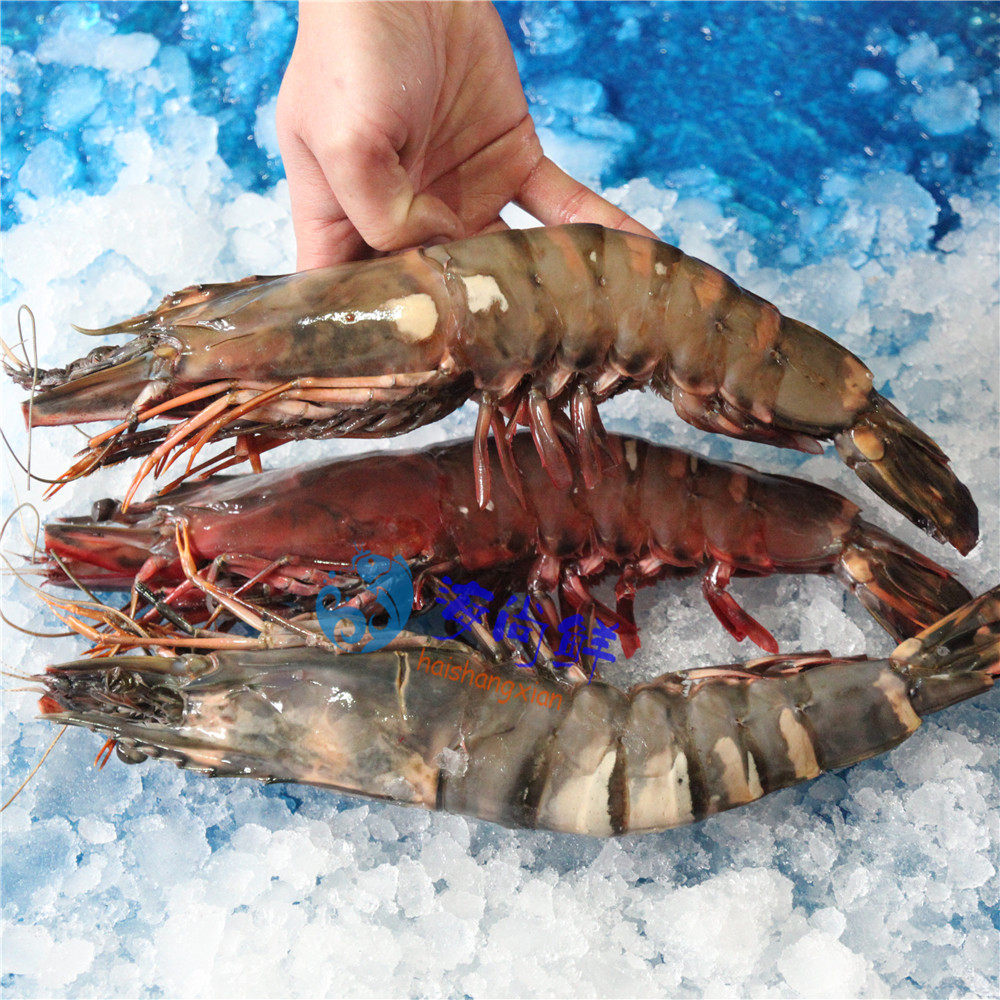 野生新鲜水产大虾礼盒老虎鲜活2斤3只虎虾冻虾