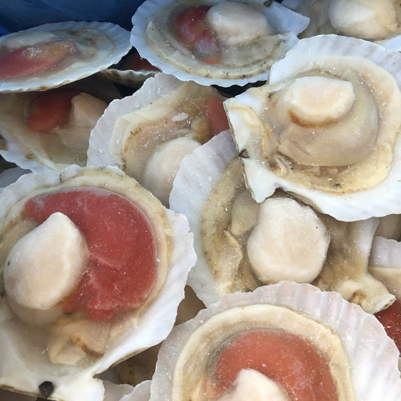 海鲜一件商用烧烤夏夷黄夏夷大半贝带粉丝贝蒜夏夷贝