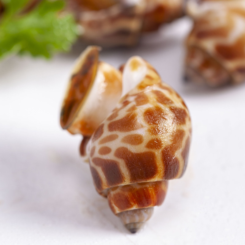 新鲜花香螺螺花东风冰冻猫眼田螺海螺水产贝类泥螺