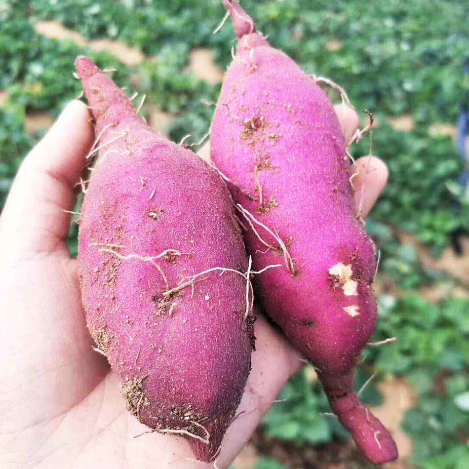 现挖临安天目小香薯地瓜红薯5斤包邮粉糯香甜板栗番薯山芋l零