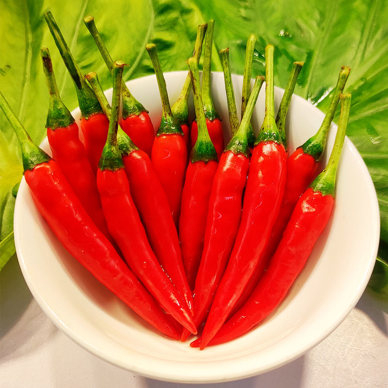 云南红米椒超辣小米辣巨辣特新鲜采摘四川朝天辣椒