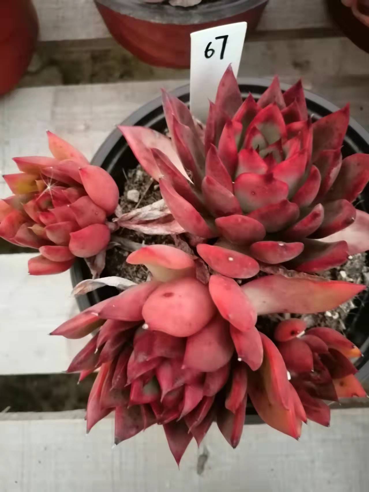 野马冬云多肉植物