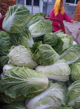东北农家新鲜露天冬储霜冻大白菜