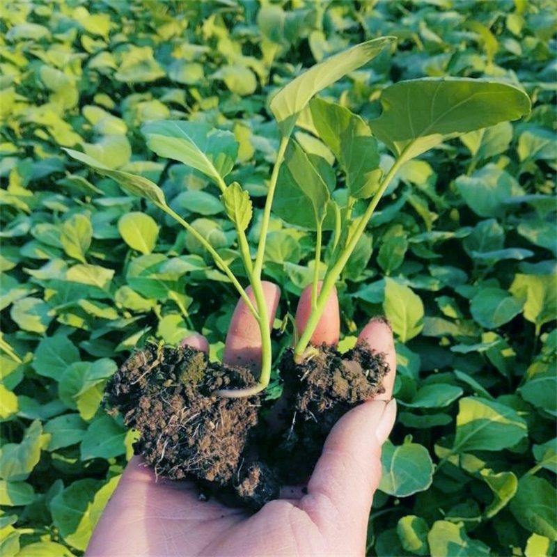 芥蓝种子菜籽四季芥兰菜苗香菇介兰菜心特色家庭园艺种子